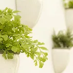 Ξενοδοχείο Aelia Wellness Retreat 4*